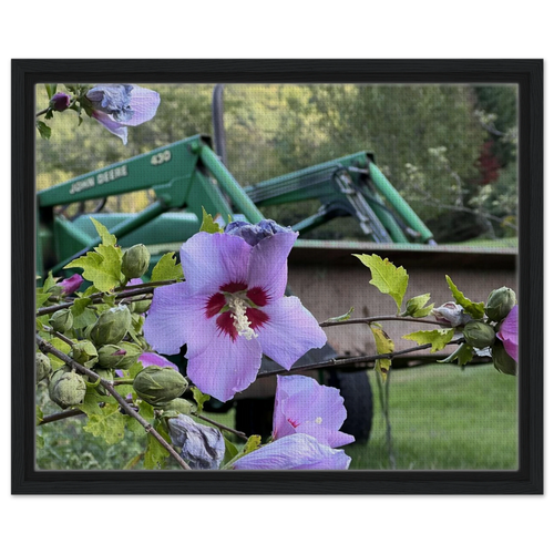 Framed canvas art of pastel hibiscus blooms with tractor in the background, black textured frame