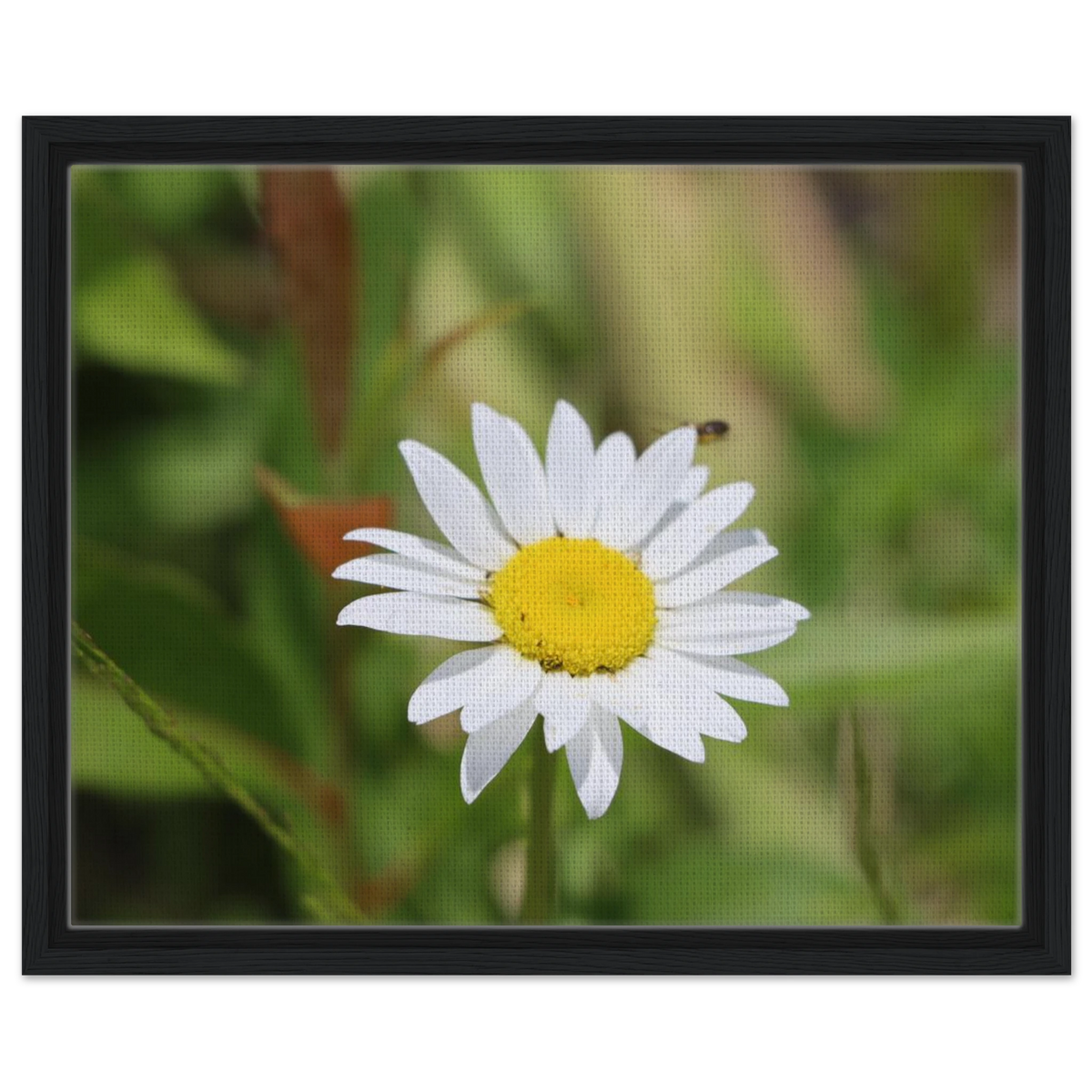 Archival daisy floral art framed in matte black wood