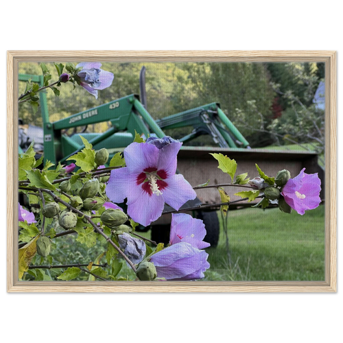 Framed canvas art of pastel hibiscus blooms with tractor in the background, blond wood frame