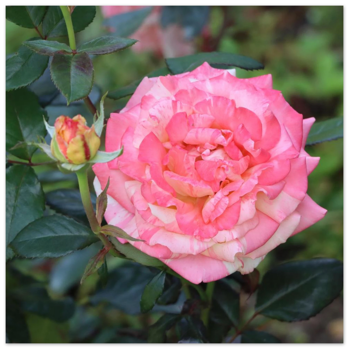 Pink rose in a garden setting surrounded by natural leaves.