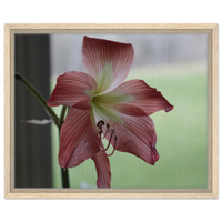 Amaryllis Bloom Framed Canvas Print – Serene Floral Art in Your Choice of Frame & Size