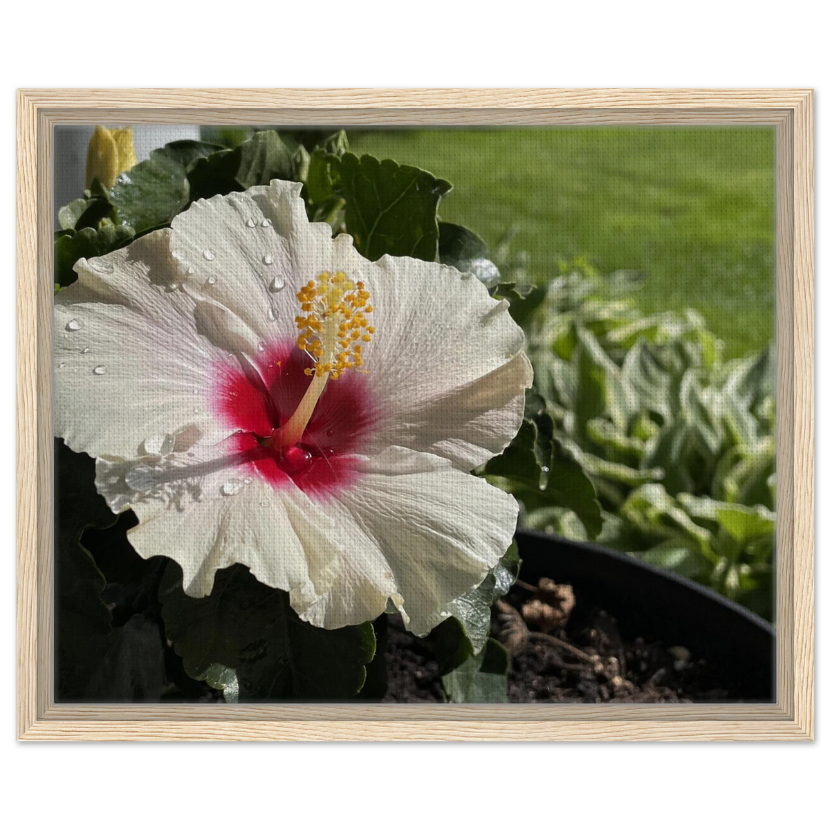 White Hibiscus Botanical Print