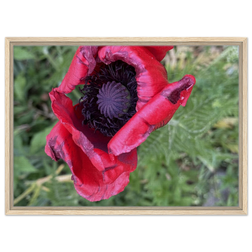 Framed canvas print with a close-up red poppy and green background in natural wood frame.