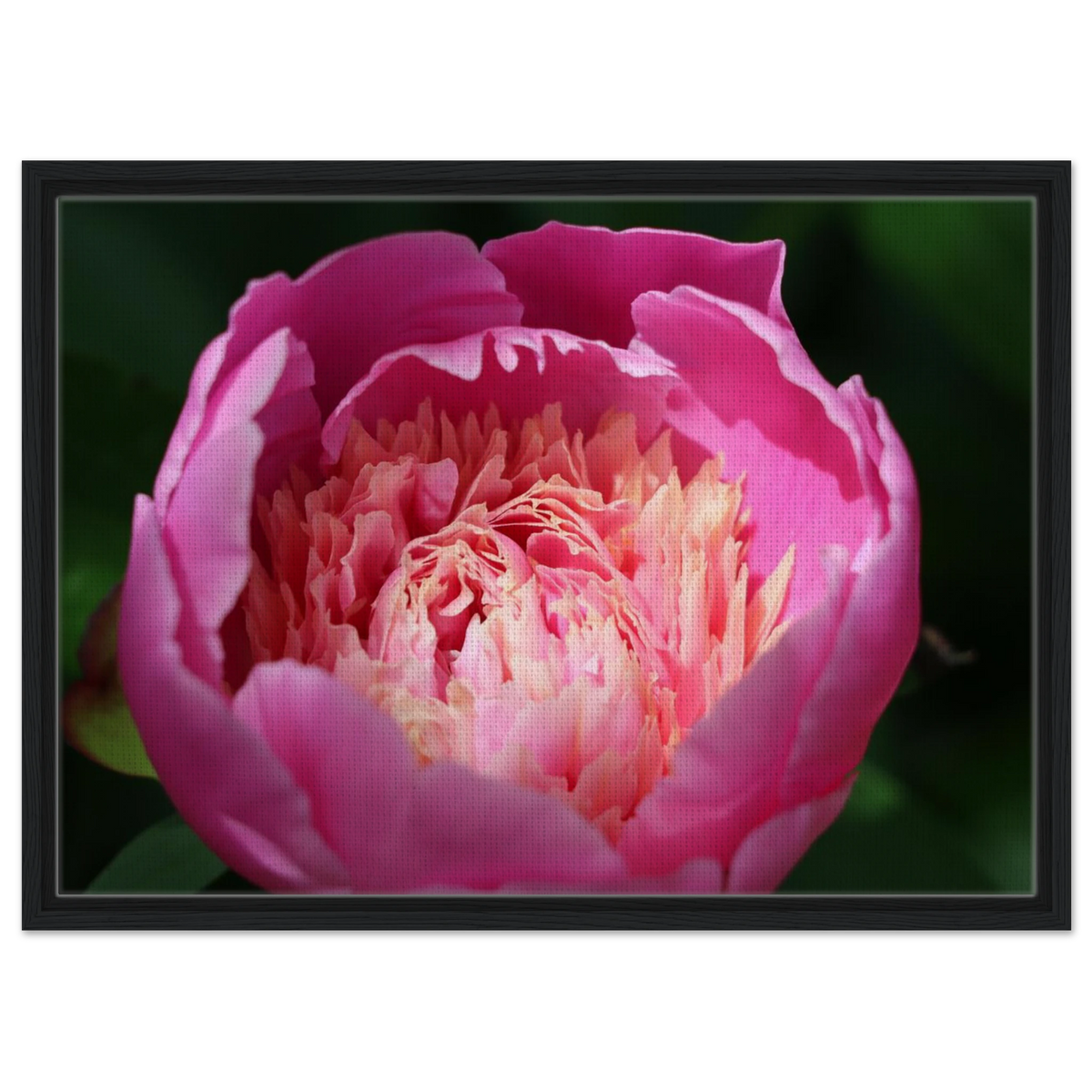 Framed canvas print with pink peony blossom in sleek black frame
