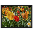 Framed canvas print of tulips and daffodils in a black minimalist frame