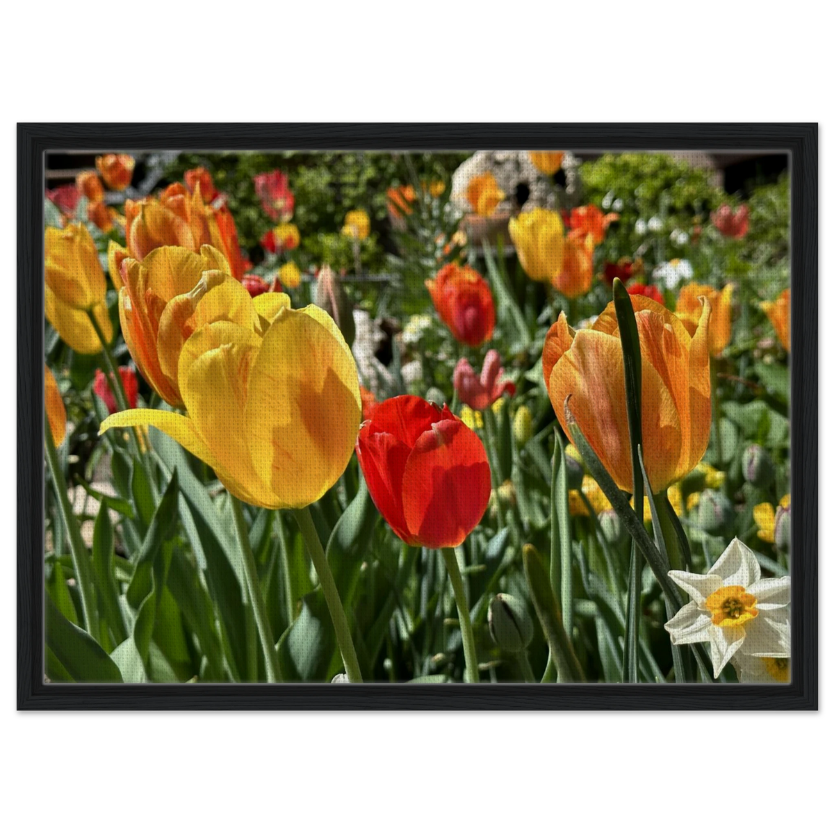 Framed canvas print of tulips and daffodils in a black minimalist frame