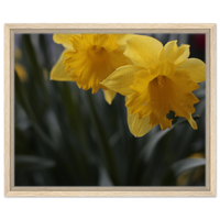Vibrant Yellow Daffodil Bloom Framed Canvas Art - Bring Spring's Radiance Home