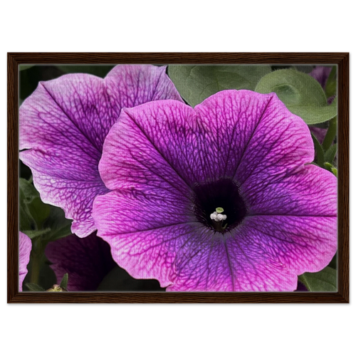 Canvas art of a vibrant purple petunia bloom in a rich brown wood frame