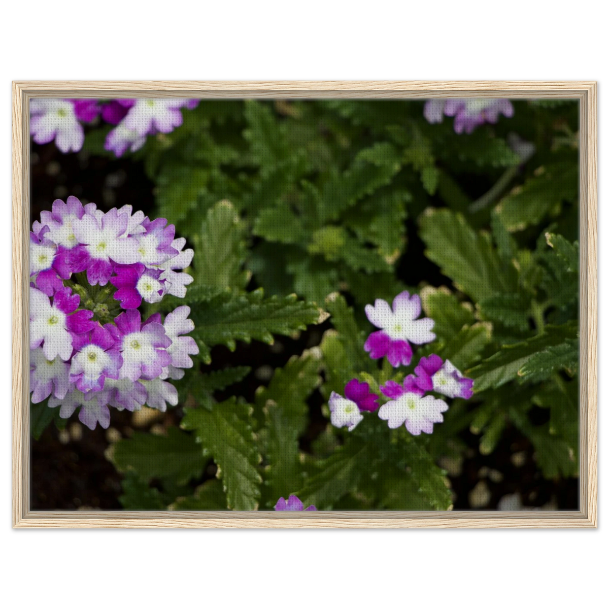 Botanical canvas print of verbena blooms with light wood frame, gallery style