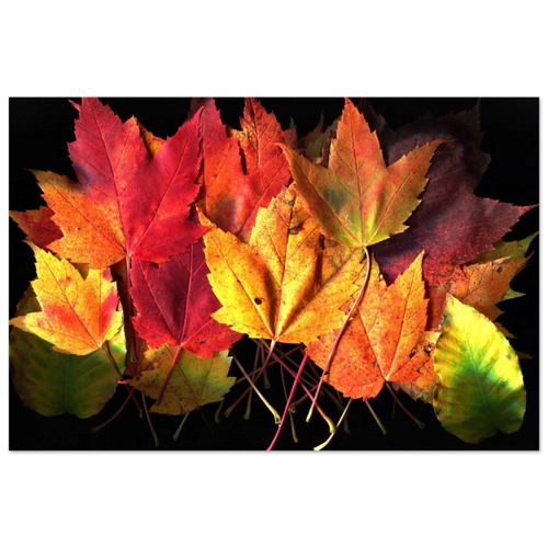 Archival art print of vivid maple leaves in red, yellow, and green on a black background.