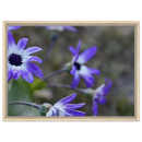 Framed canvas artwork featuring purple daisies in an oak frame