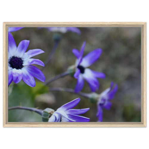 Framed canvas artwork featuring purple daisies in an oak frame