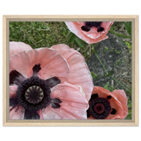 Pastel Pink Poppies Framed Canvas Print - Botanical Beauty for Your Home
