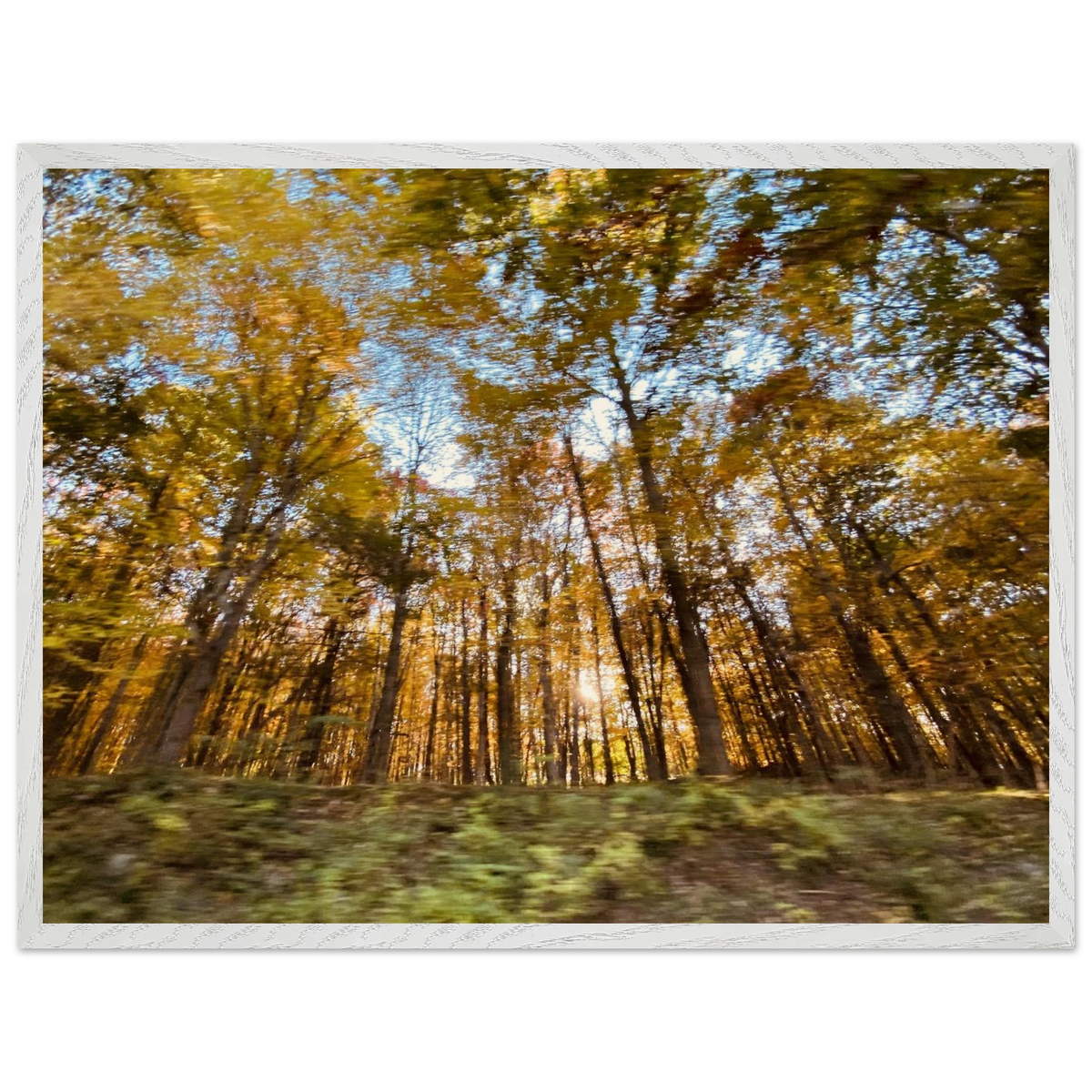 Wide horizontal framed photo of forest in fall colors, white wood frame