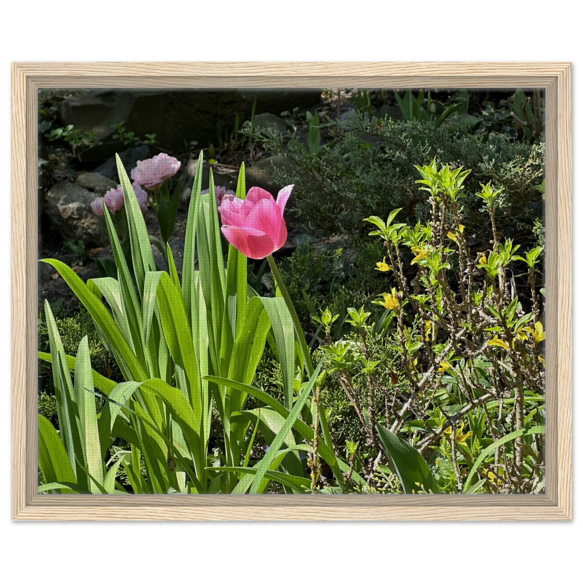Pink Tulip Spring Garden Framed Canvas
