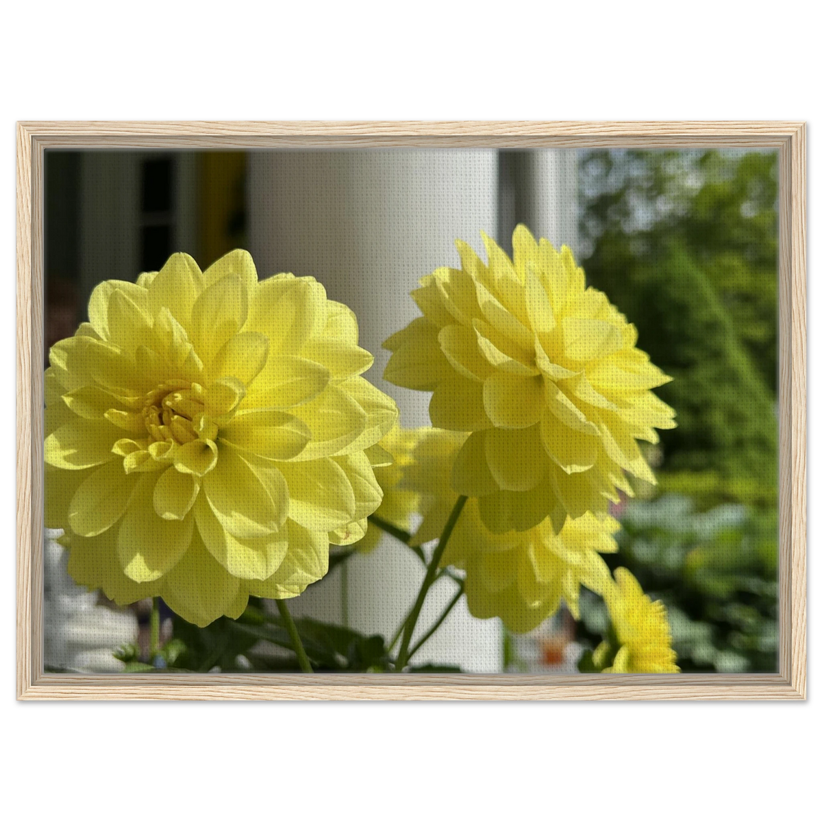 Yellow dahlia bloom canvas art in natural wood frame close up