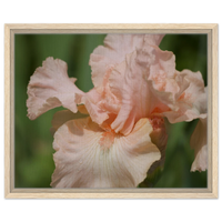 Soft Peach Iris Bloom Framed Canvas Print - Delicate Floral Wall Art in Your Choice of Frame & Size