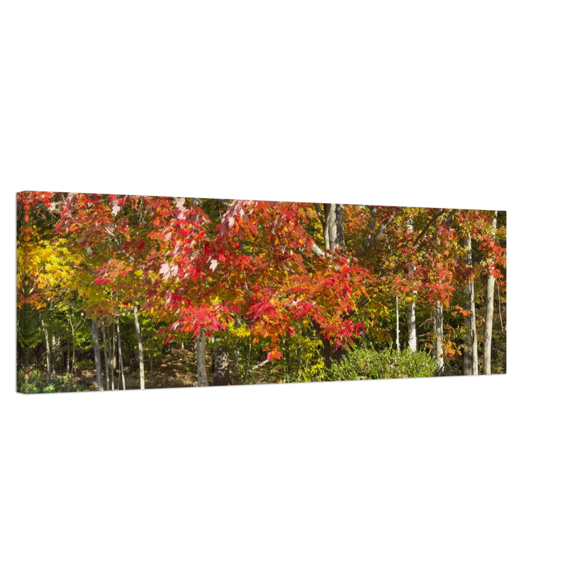 Wide-angle side view of autumn maple forest art on canvas