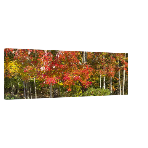 Wide-angle side view of autumn maple forest art on canvas