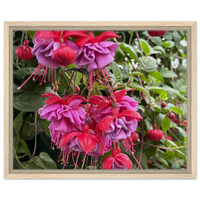 Vibrant Fuchsia Bloom Framed Canvas Print – Botanical Garden Wall Art in Your Choice of Frame