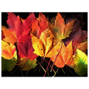 Archival art print of vivid maple leaves in red, yellow, and green on a black background.