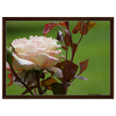 a7a7f81b-dd1f-4370-b369-0e1e9cd3552c