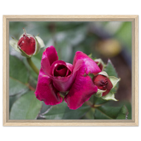 Vibrant Crimson Rose Framed Canvas - Blooming Beauty Wall Art in Your Choice of Frame and Size