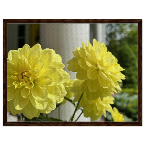 Yellow dahlia bloom canvas art in classic dark wood frame