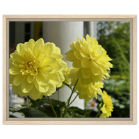 Yellow Dahlia Framed Floral Wall Art