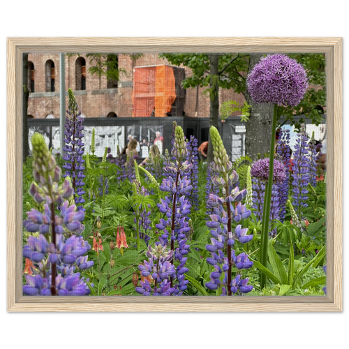 Framed canvas art featuring vibrant purple lupines and an allium flower with a natural wood frame