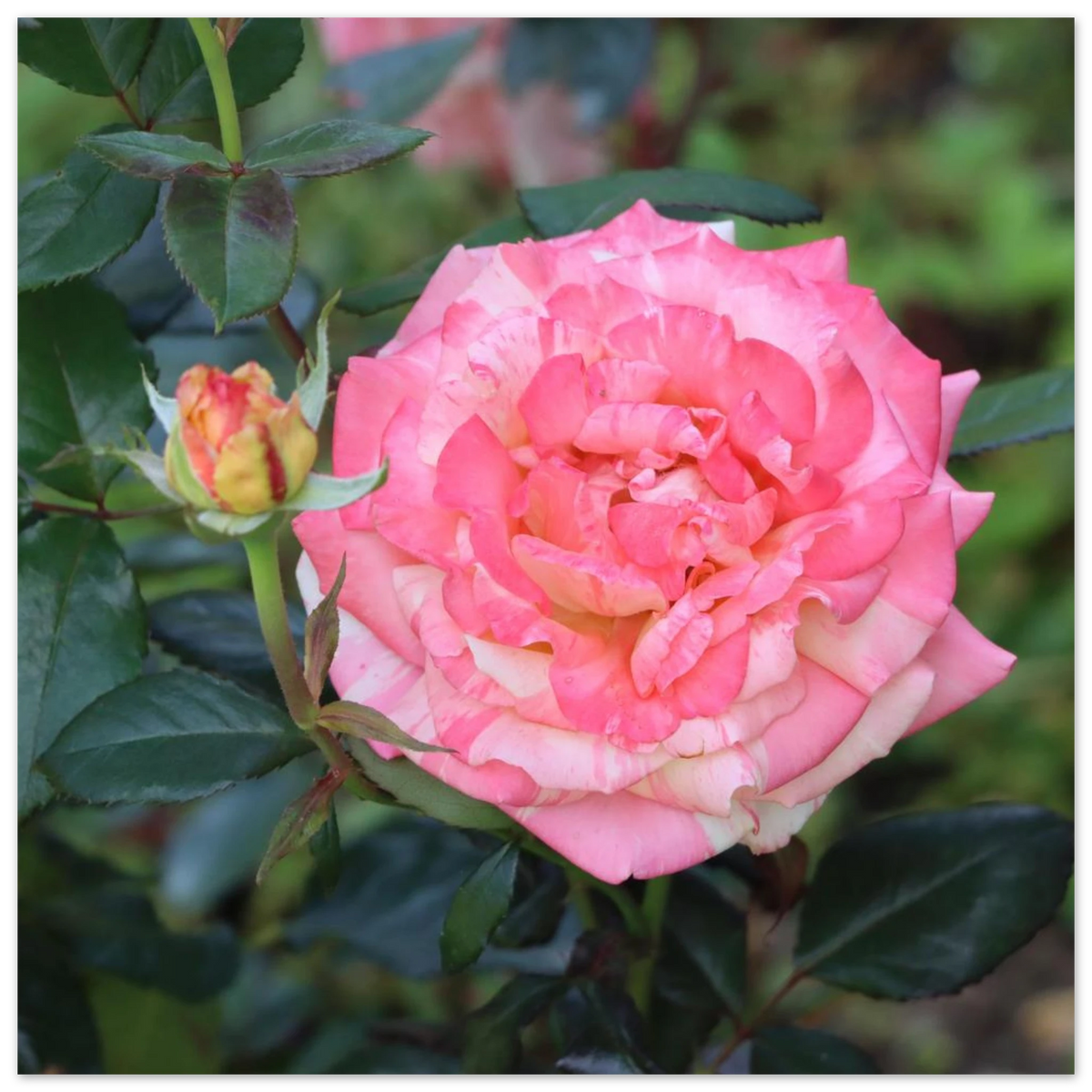 Pink and white rose with green leaves, detailed floral arrangement.