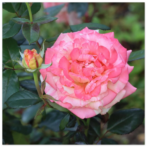 Pink and white rose with green leaves, detailed floral arrangement.