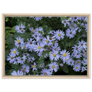 Framed canvas art featuring purple aster wildflowers with light wood frame