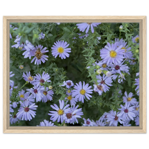 Framed canvas print of lilac aster blooms with a bee, light wood frame