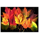 Archival art print of vivid maple leaves in red, yellow, and green on a black background.