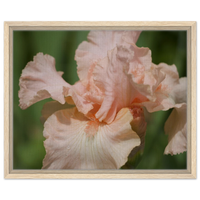 Soft Peach Iris Bloom Framed Canvas Print – Serene Floral Art for Your Home