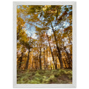 Vertical framed autumn forest photograph with luminous sunlight through trees
