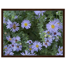 Framed canvas print of lilac aster blooms with a bee, rich walnut wood frame