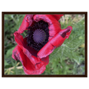 Framed canvas print with a close-up red poppy and green background in medium brown wood frame.