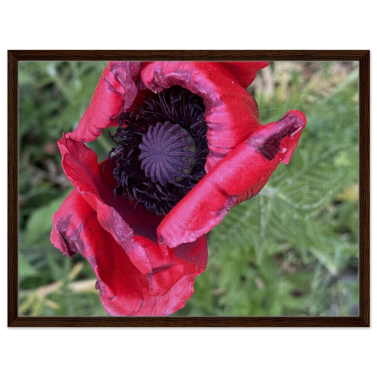 Framed canvas print with a close-up red poppy and green background in medium brown wood frame.