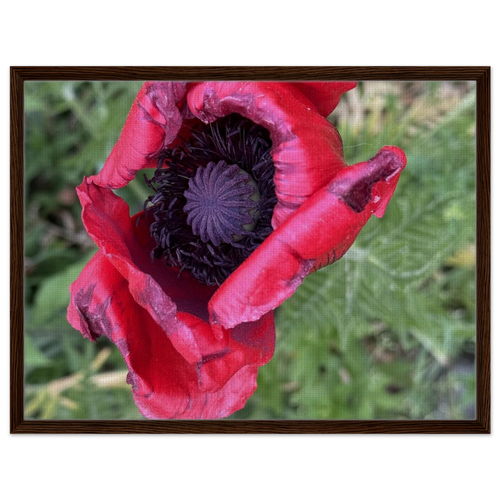 Framed canvas print with a close-up red poppy and green background in medium brown wood frame.