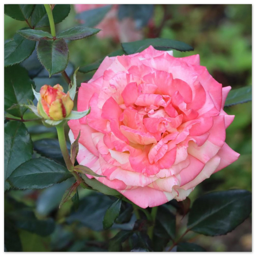 Vivid pink rose and unopened bud with vibrant green foliage.