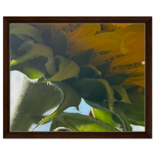 Framed canvas print of sunflower detail with walnut finish
