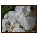 c965afaa-a580-4ddc-8494-06db4824489a