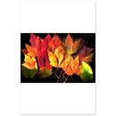 Archival maple leaf art print centered on white, showing bright red, yellow, and green leaves.