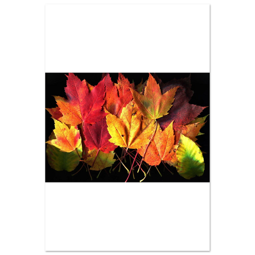 Archival maple leaf art print centered on white, showing bright red, yellow, and green leaves.