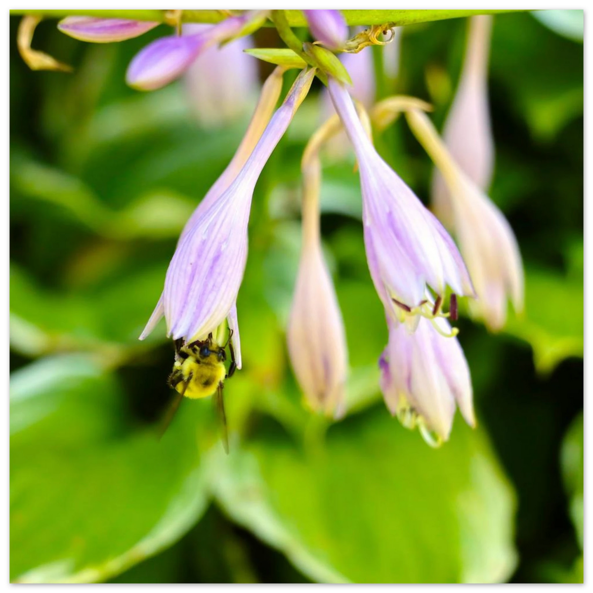 Bee on Hosta Flower Fine Art Print