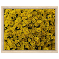 Vibrant Golden Chrysanthemums Framed Canvas Print - Brighten Your Space with Floral Art