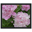 Framed canvas art featuring pink peonies with classic black frame