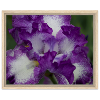 Vibrant Purple & White Iris Blossom Framed Canvas Print – Choose Your Size & Frame!